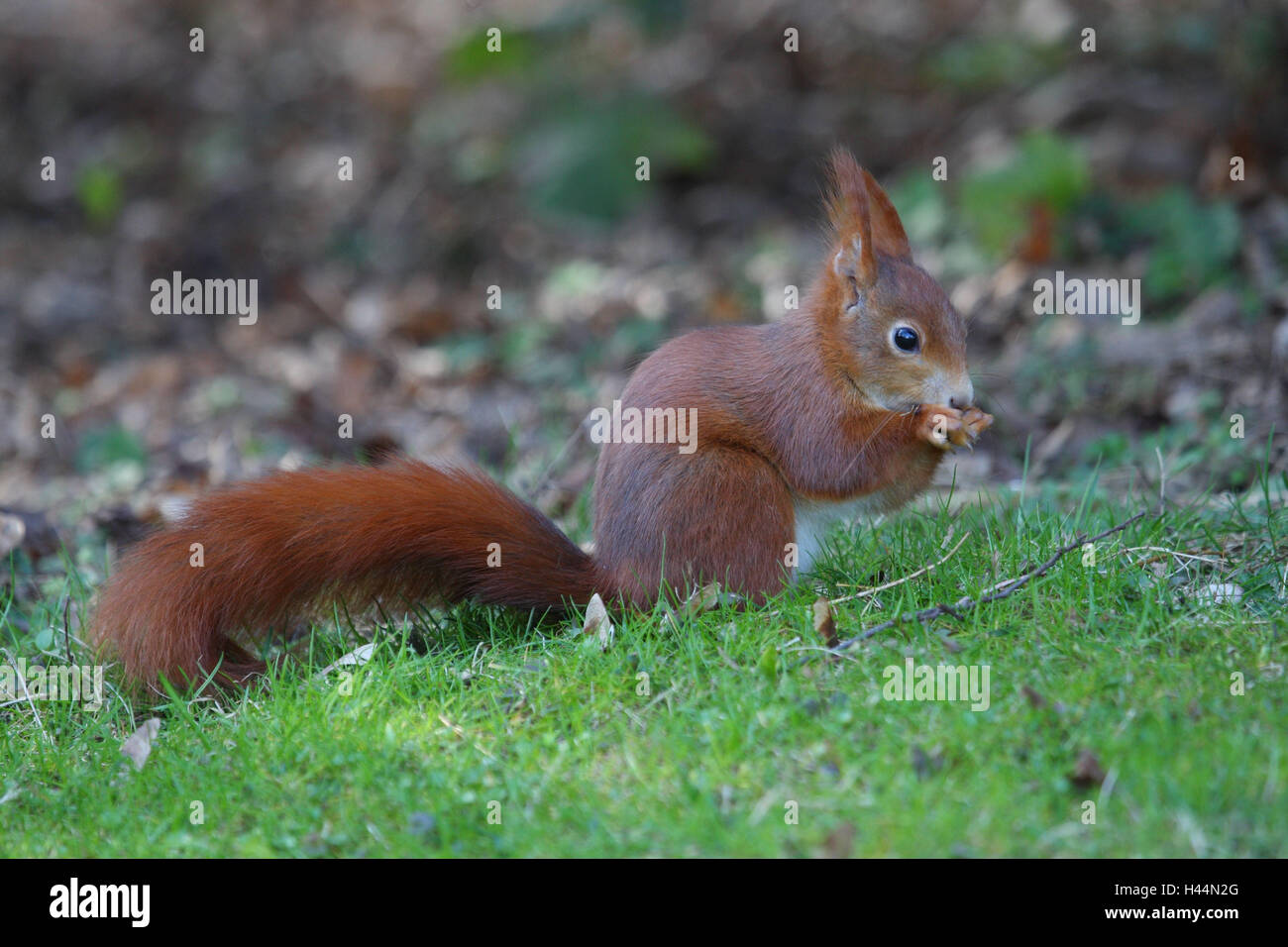 Eichhörnchen Sciurus Vulgaris, Stockfoto