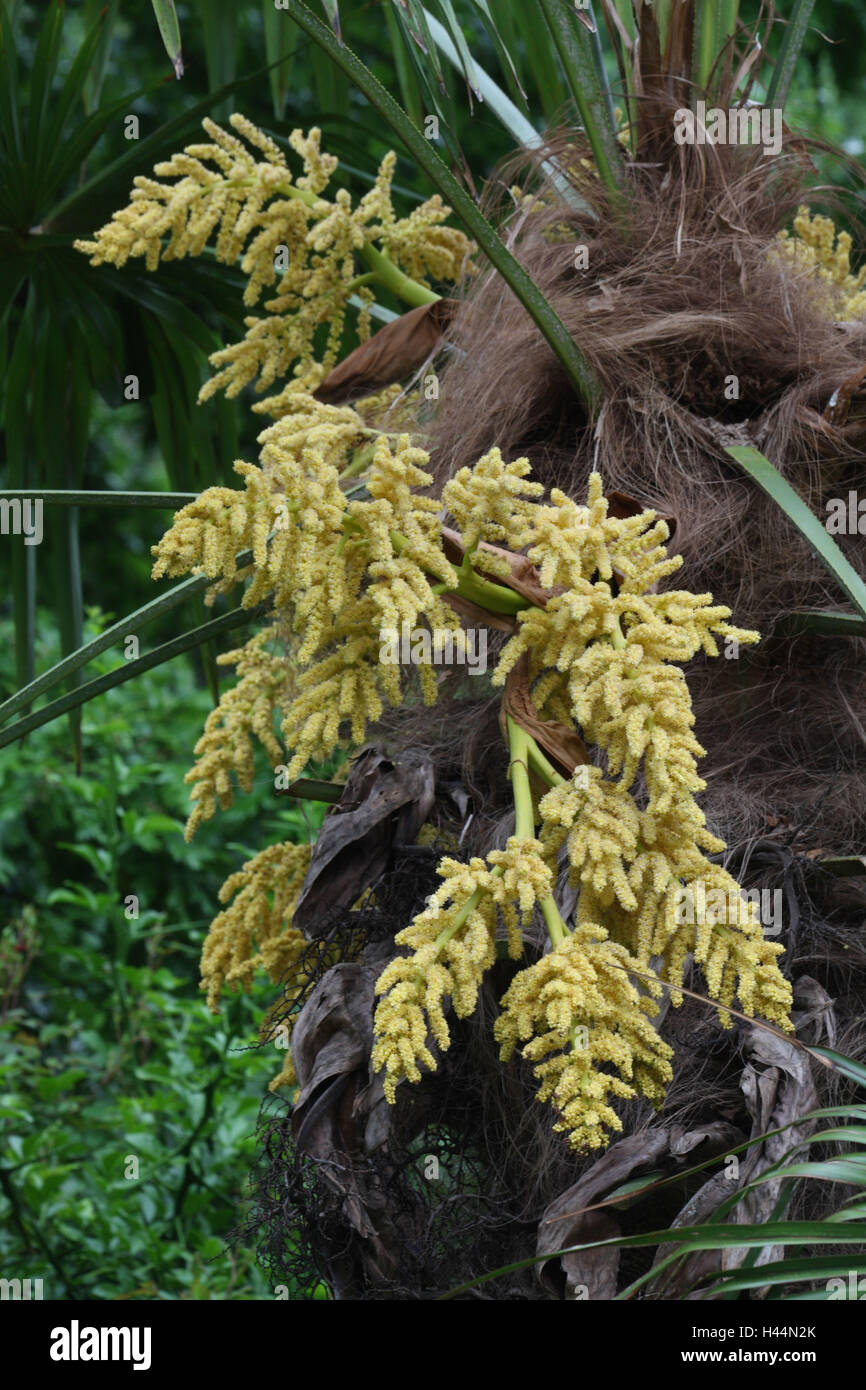 Chinesischer Hanf Palme Trachycarpus Fortunei, Blütenstände, Stockfoto