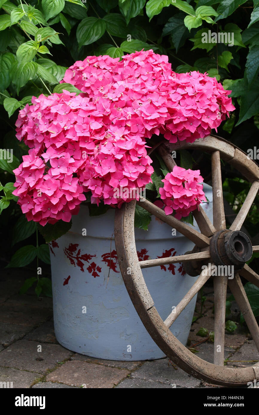 Hortensie, Hortensie, Wagenrad, Stockfoto