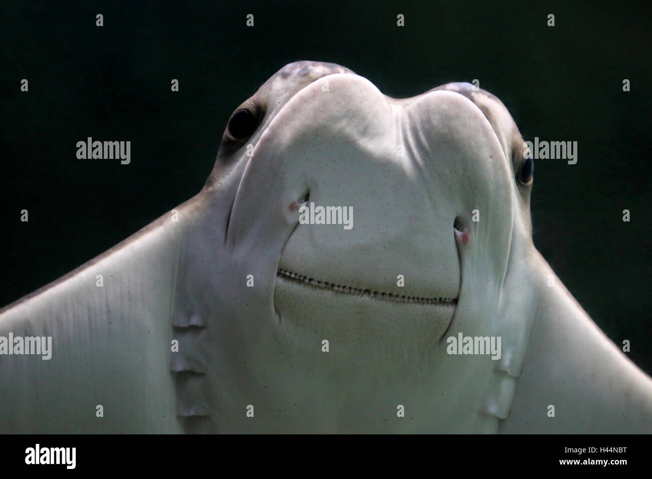 Nahaufnahme des Kopfes von einem neugierigen Atlantic Cownose Ray (Rhinoptera Bonasus) Stockfoto