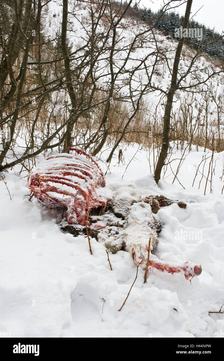 Wildbret-Leichen, Schnee, Lüge, Wolf Fissura, Lubochna, Nationalpark, Schutz bedrohter Arten, Blut, Skelett, Instinkt, Leiche, Knochen, Fissur, Säugetier, Tier, Tierart, Tierwelt, Holz, Wildnis, Winter, blutig, roh, Füße, kalt, Fleisch, Überreste, Angebote, Stockfoto