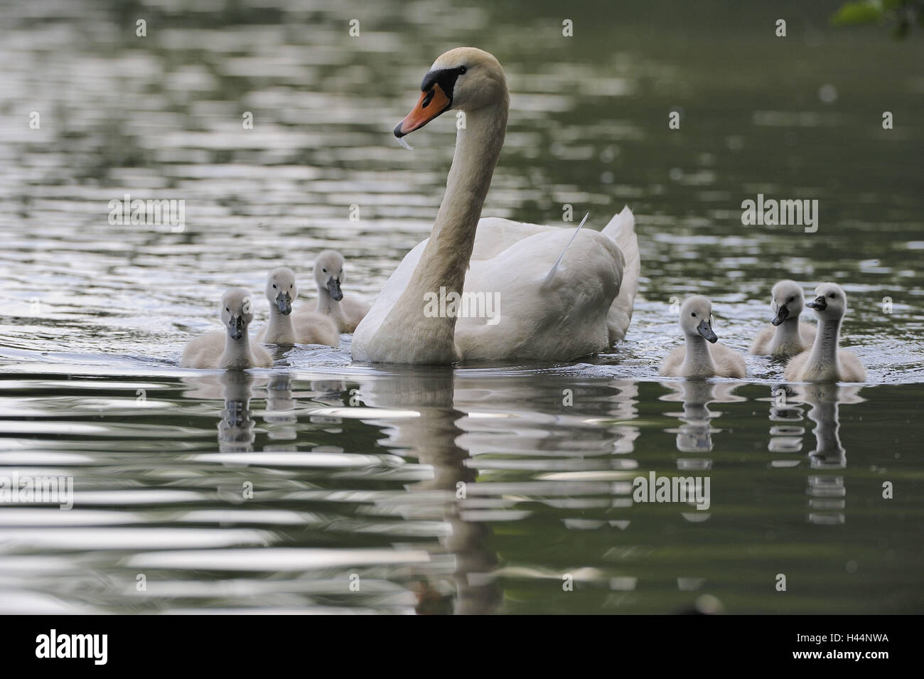 See, Buckel Schwan, Cygnus Olor, Erwachsene, junge Tiere, Stockfoto