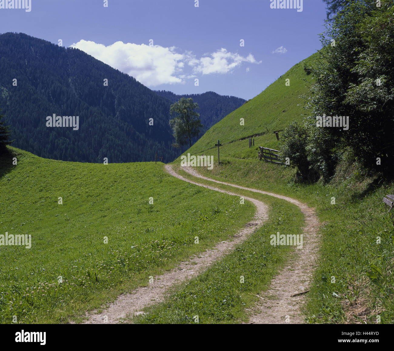 Italien, Südtirol, Landschaft, Gsieser Tal, Weg, Lane, Alp Tal, Alpen, Bergtal, Alp Welt, Alpzimmern, Weg, Weg, Weg, Wiese, Auffahrt, Lane, Biegung, formuliert, verschwindet, Wiese, Alm, Bereich, steil, Neigung, Busch, Büsche, Holz, Mou Stockfoto