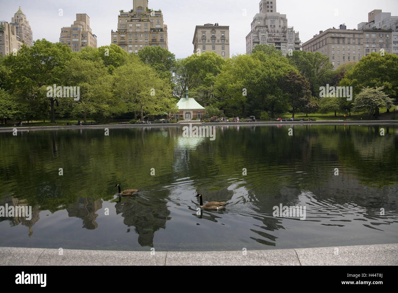 USA, in New York, Central Park, Fifth Avenue, Teich, Graugänsen, Gebäude, North America, Park, Wasser-Wasser-Becken, Gänse, Hausfassade, Hochhäuser, Reflektion, Stockfoto