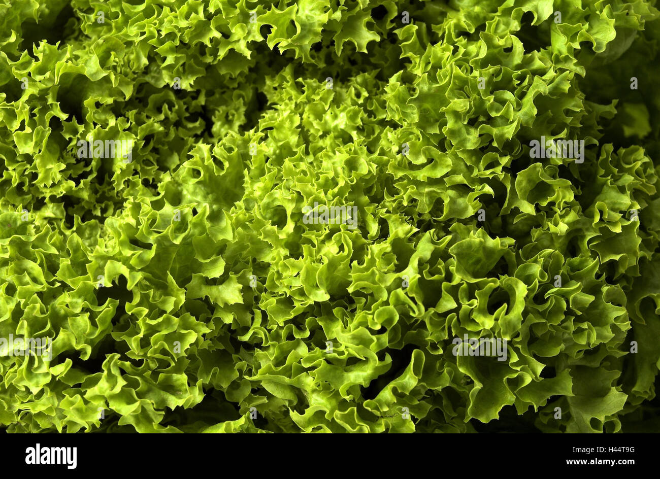 Lollo Bianco, Detail, Gemüse, Salat, grüne, gesunde, Salat, frisch, reich an Vitaminen, vegetarisch, Ernährung, Essen, grüner Salat, Vitamine, schließen, corrugatedly, Stockfoto