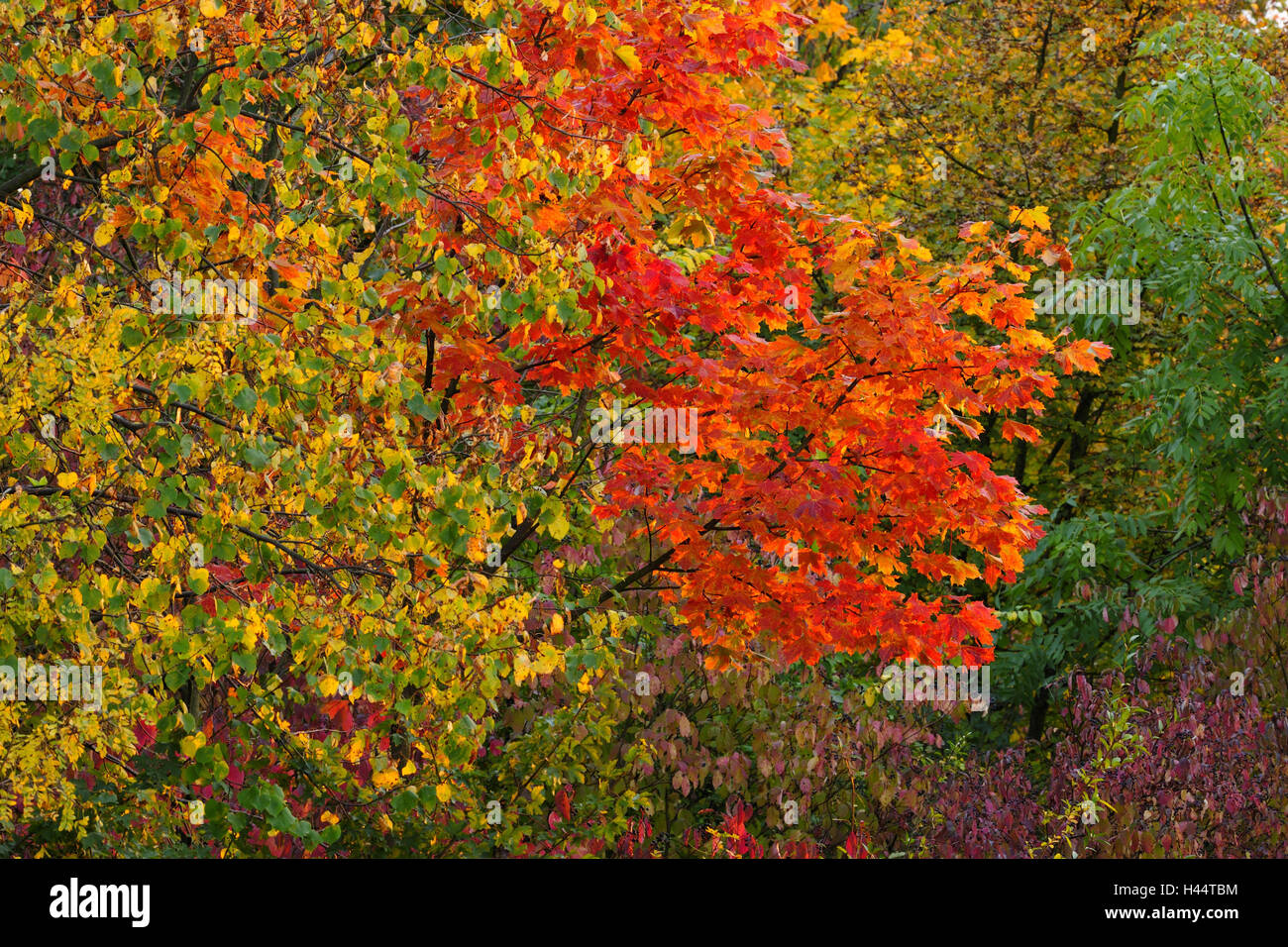 Herbstliche farbige Bäume Stockfoto