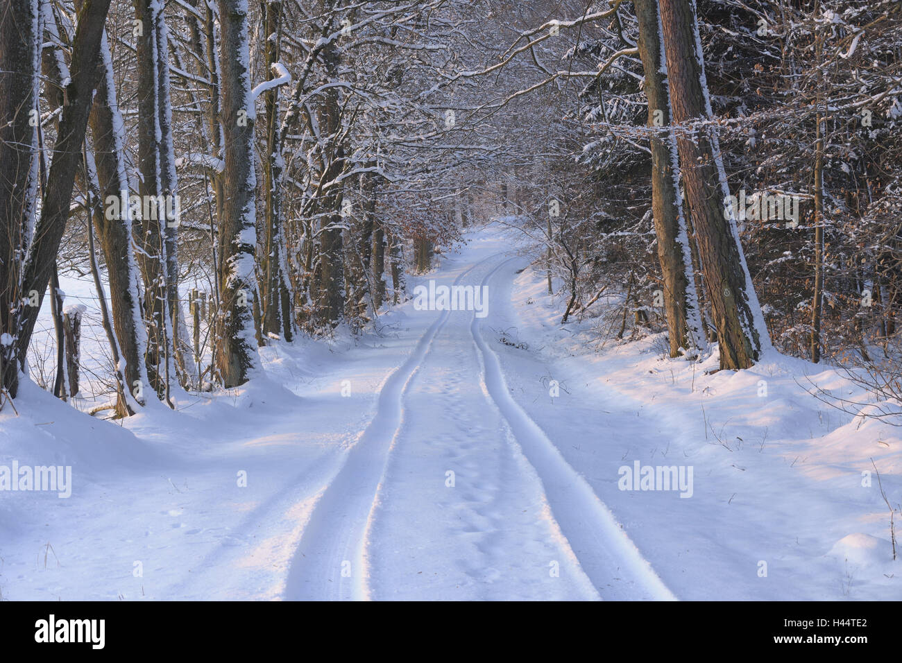 Wanderweg, Winter, Schnee, Schnee bedeckten Strecke, Deutschland, Hessen, Ode Holz Stockfoto