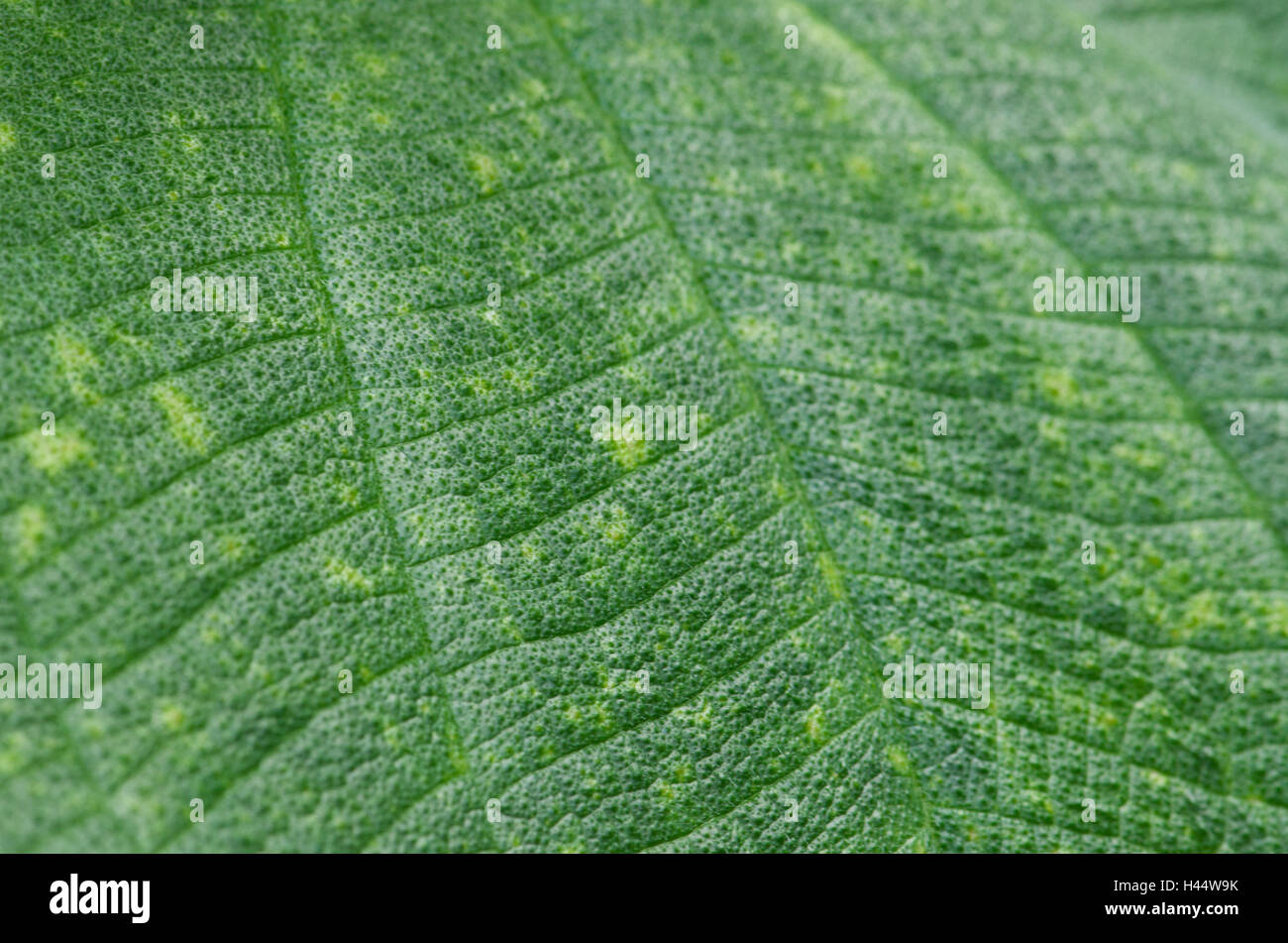 Pflanzenblattes, close-up, Stockfoto