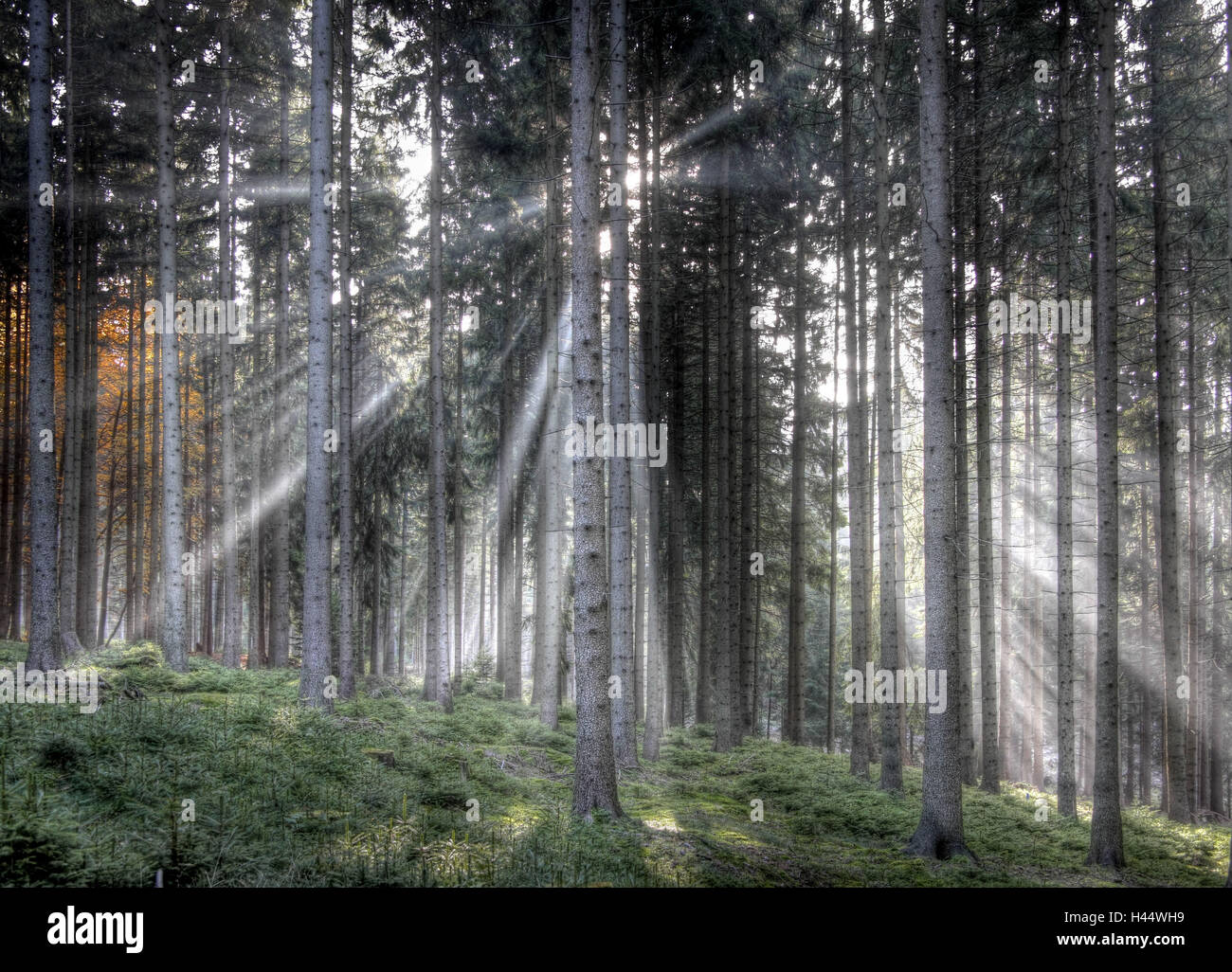 Wald, Dunst, Lichtstrahlen, Stockfoto