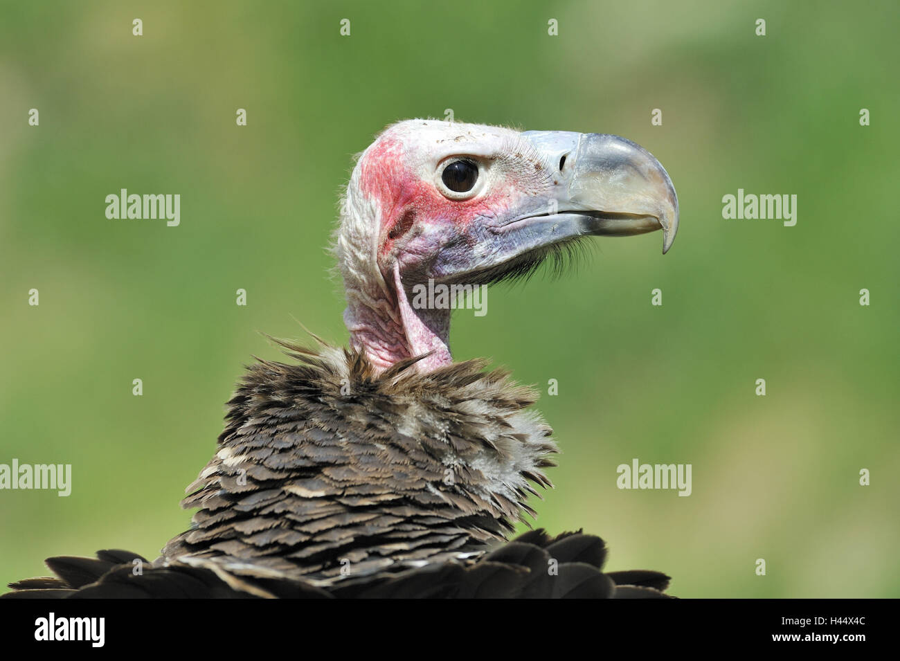 Ohr Geier Torgos Tracheliotus, Stockfoto