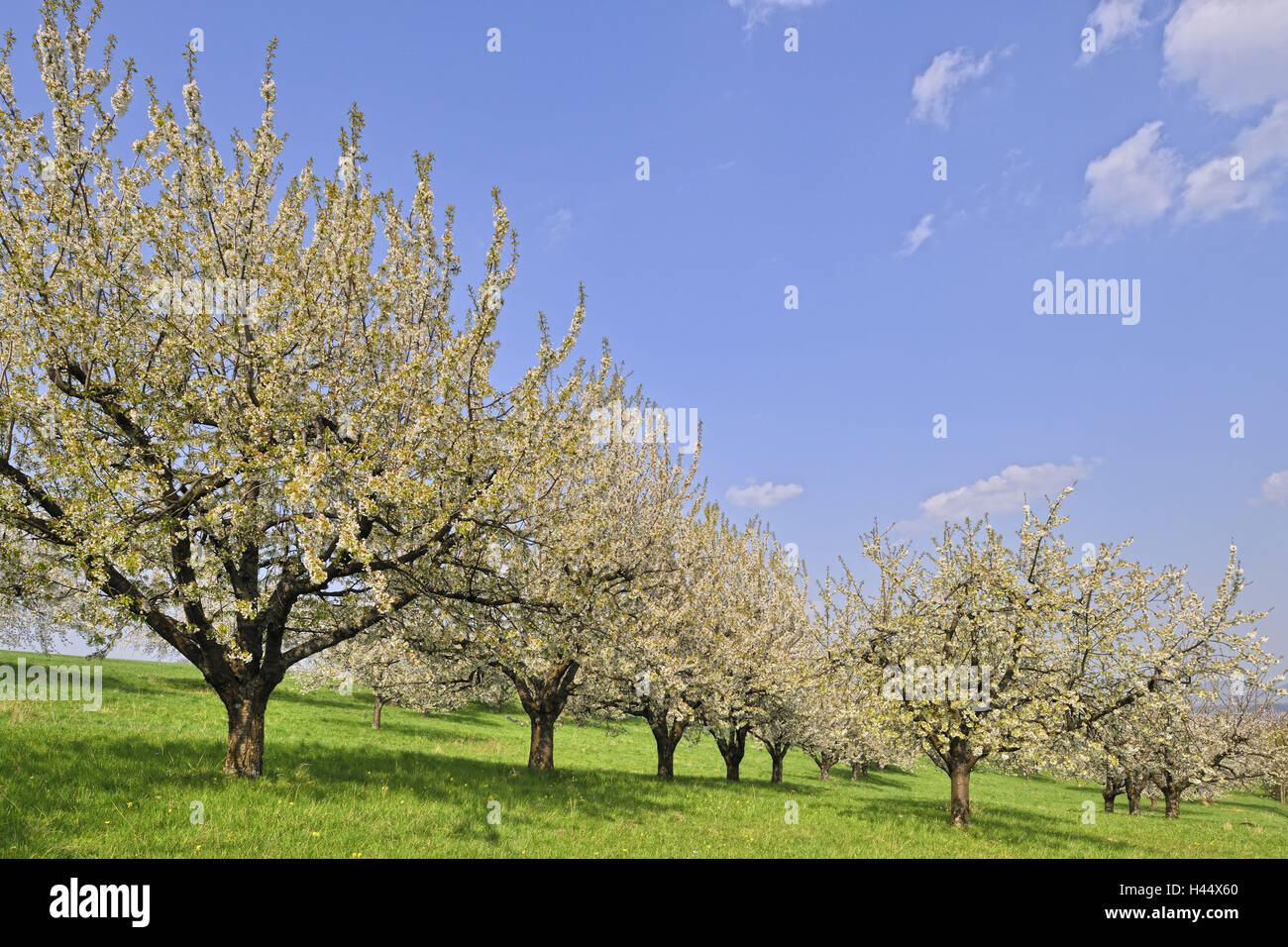 Alten Kirschbäumen, Prunus Avium, Frühling, Stockfoto