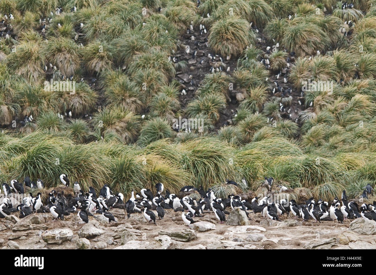 Großbritannien, die Falkland-Inseln, neuen Island, Brut Kolonie, Phalacrocorax Atriceps, Blauaugenscharben, Eudyptes Chrysocome, rock Pinguine, Stockfoto
