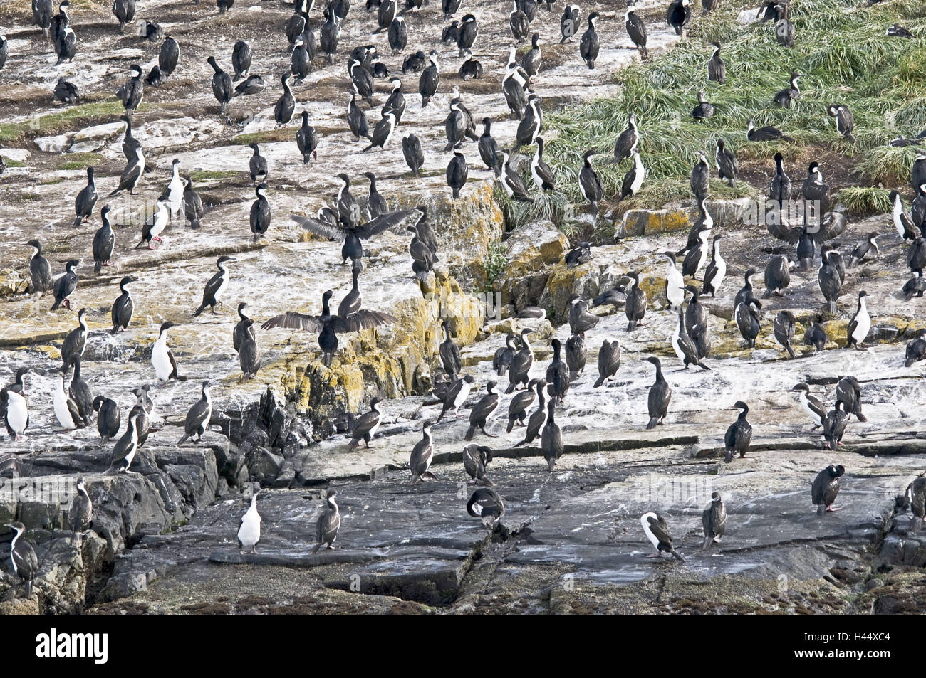 Argentinien, Tierra del Fuego, Beagle-Kanal Insel Alicia, Vogels Kolonie, Phalacrocorax Atriceps Bransfieldensis, Blauaugenscharben, Stockfoto