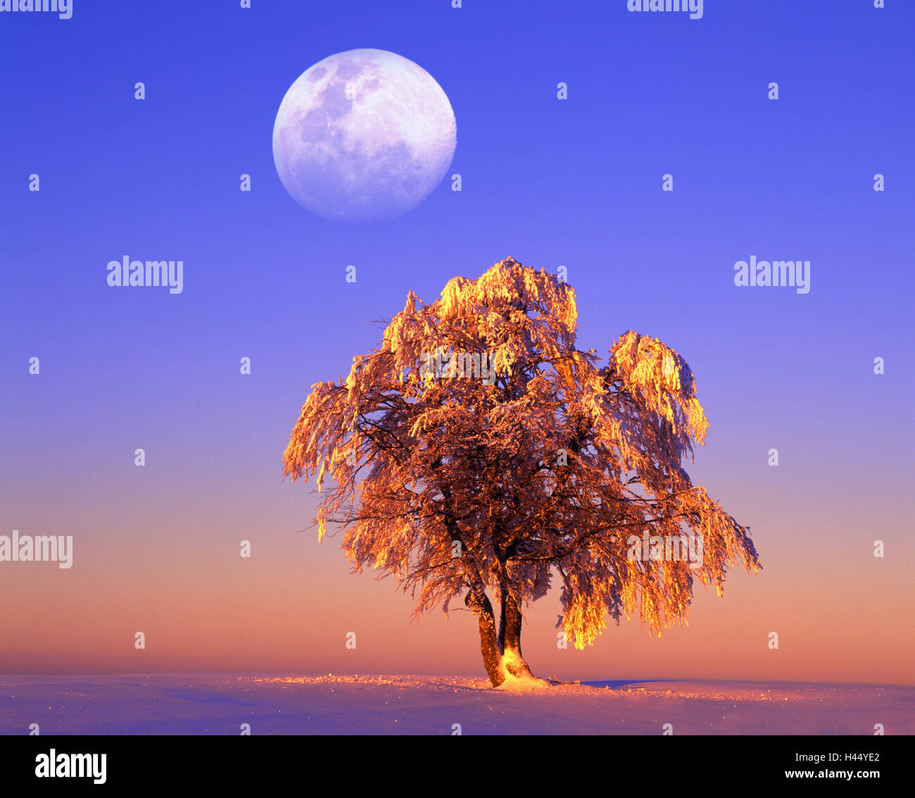 Winter, Landschaft, Baum, Buche, Fagus Sylvatica, Winter, Mond, [M] Stockfoto