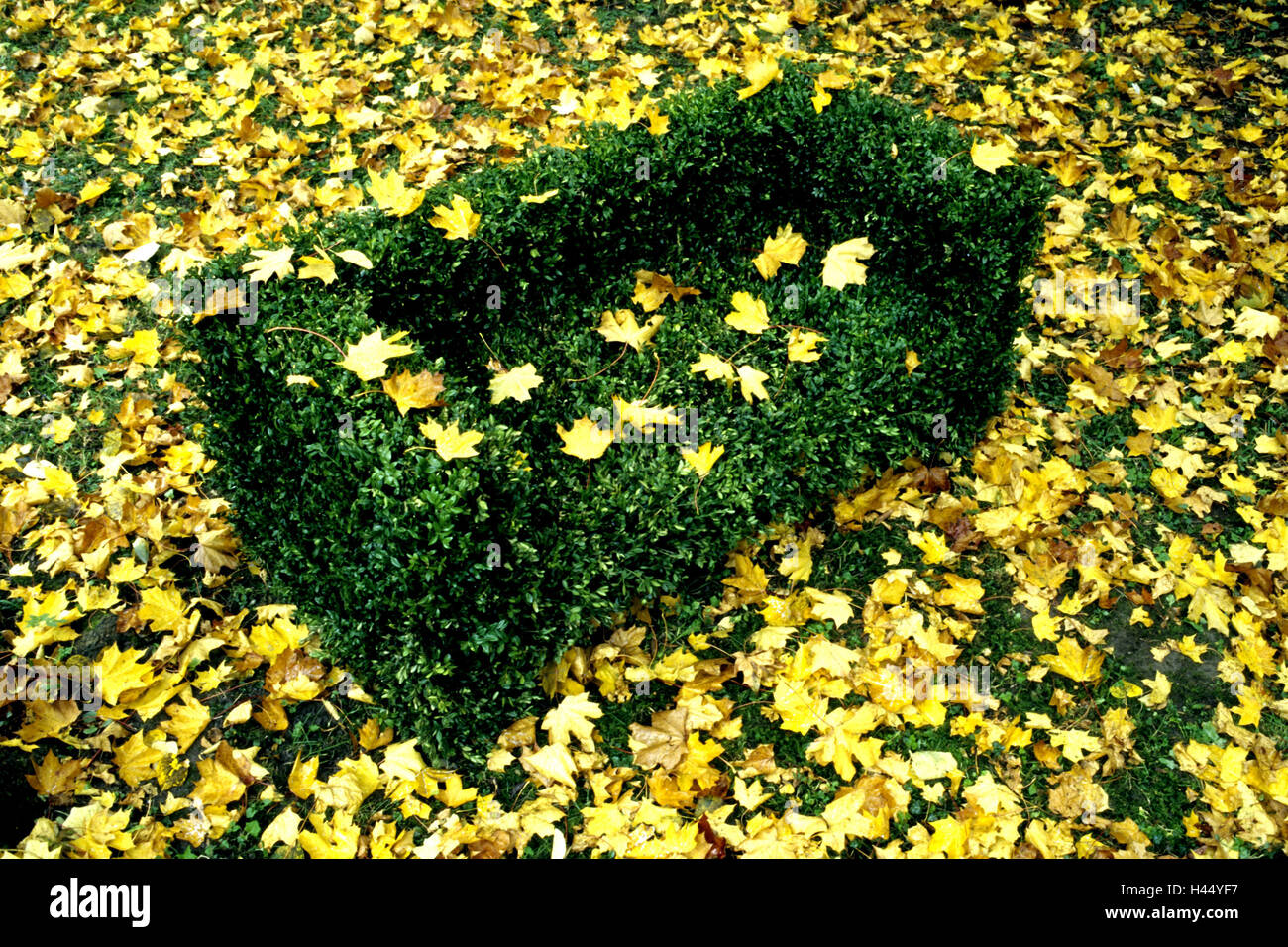 Wiese, Buch Bank, Ahorn-Blätter, Herbst, Garten, Park, grün Comlex, Gartenbank, Bank, Sattel, Parkbank, Buch Bank, Pflanzen, immergrün, Zierpflanzen, Feld Pflanzen, Kulturpflanzen, Strauch, gehackt, Buxus, Feld, Formular bearbeiten, Buch, Gartenarchitektur, Gartenbau, herbstliche Wiese, Natur, Farben, grün, gelb, Herbst, Färbung, im Herbst Laub, Topiary, Form, herbstliche, niemand, Saison, Symbol, Entspannung, Ruhe, Ruhe, Einsamkeit, Teaser, Stockfoto