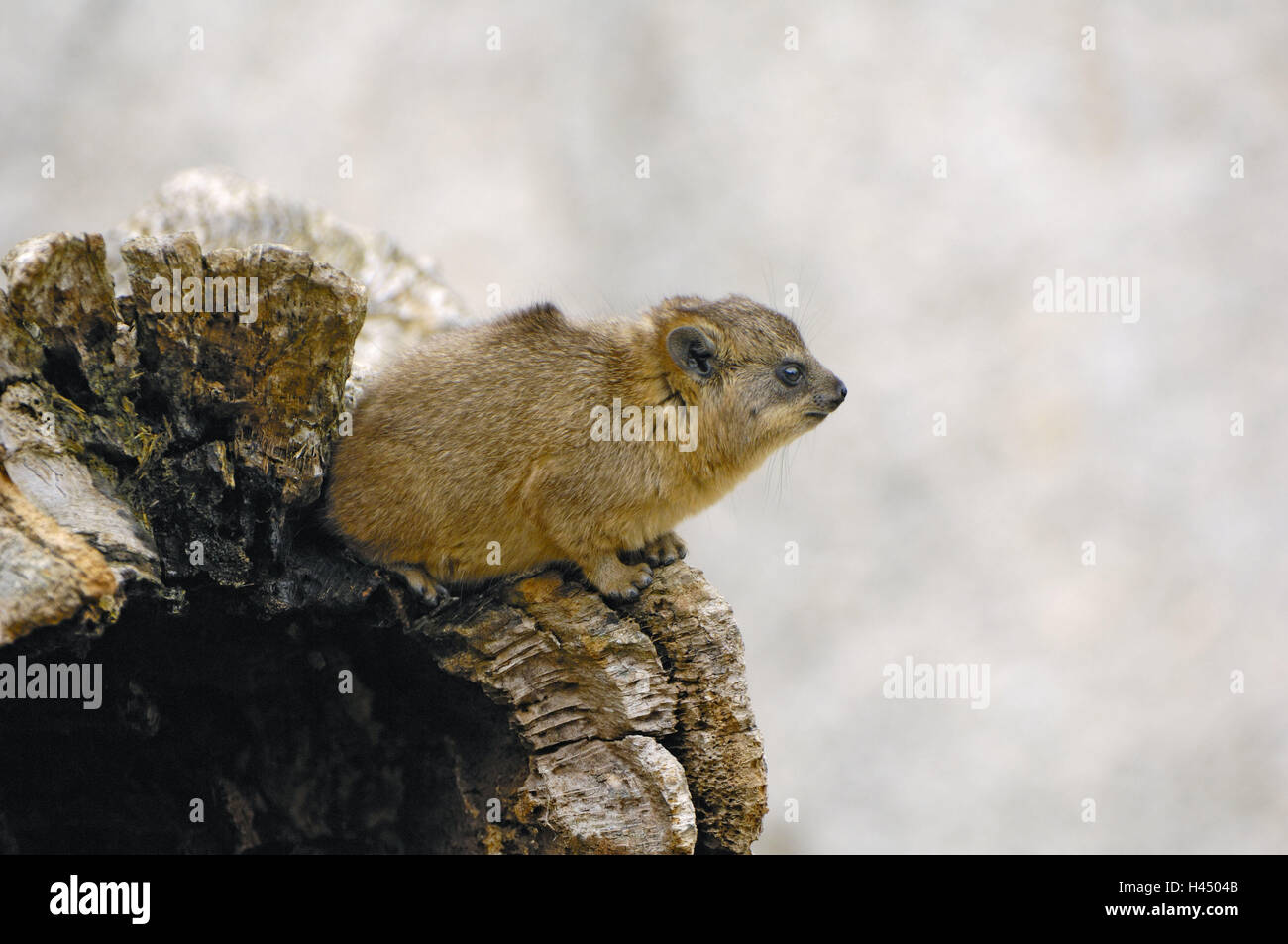 Klippschliefer Procavia Capensis, junges Tier, Afrika, Stamm, Schliefer, von Dach, Clip Dach, Tier Kind, junge, Natur, Tier, Tierwelt, Tierreich, wildes Tier, Aufmerksamkeit, Beobachtung, Profil, Seitenansicht, mittlere Nahaufnahme Stockfoto