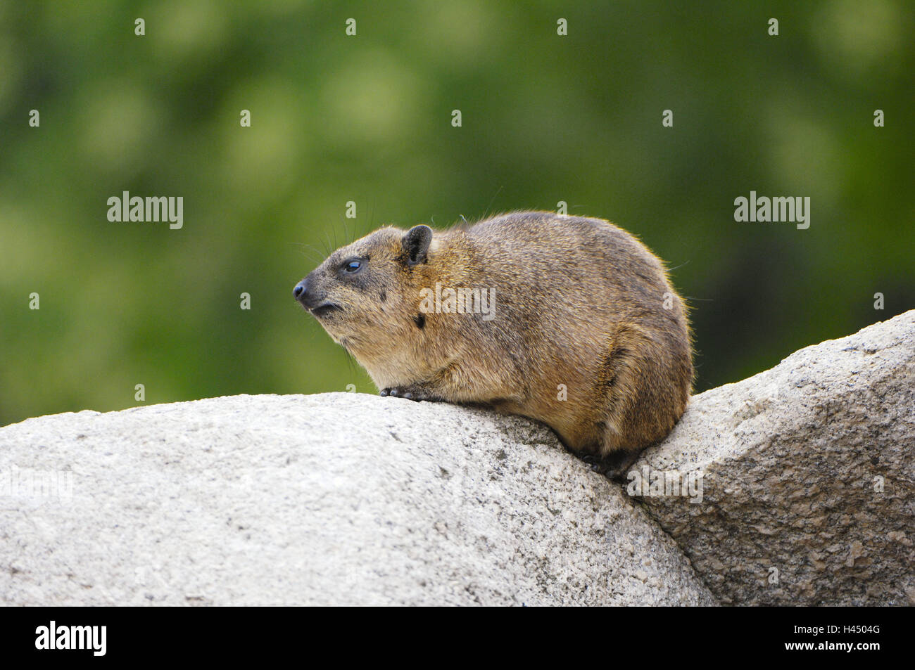 Klippschliefer Procavia Capensis, Felsen, Ruhe, Afrika, Schliefer, Dach, Clip Dach, Natur, Tier, alte Tier, Tierwelt, Tierwelt, Wildtier, Sit, Rest, Lauffläche, Seitenansicht, mittlere close-up, Stockfoto