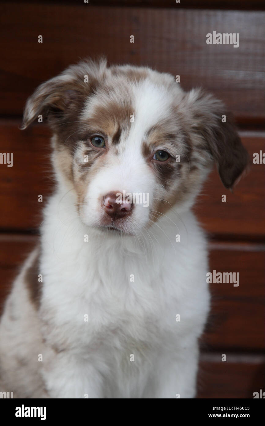 Australian Shepherd, Welpen, Porträt, Jungtier, Säugetier, Hund, Haustier, jungen, Tier, Tiere Porträt, Jungtiere, sorgfältig, Stockfoto