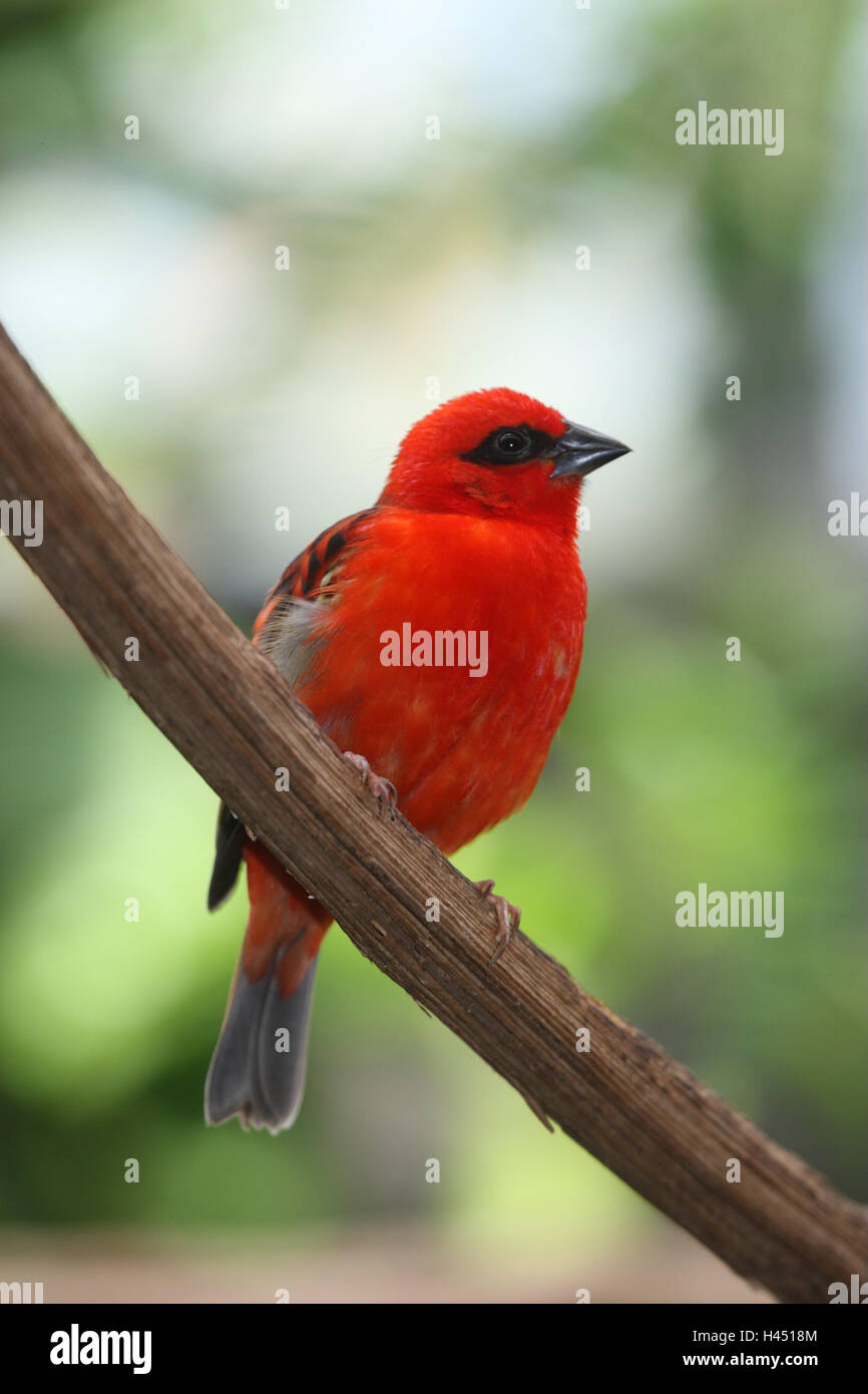 Madagaskar-Webervogel, Gabel, Sitze, Vogel, wilde Tiere, Tier, vertikalen Format, Madagaskar Weber, Madagaskarwebervogel, Singvogel, Webervogel, Männlein, Gefieder, rot, Madagaskar, Wildlife, mittlere Nahaufnahme Stockfoto