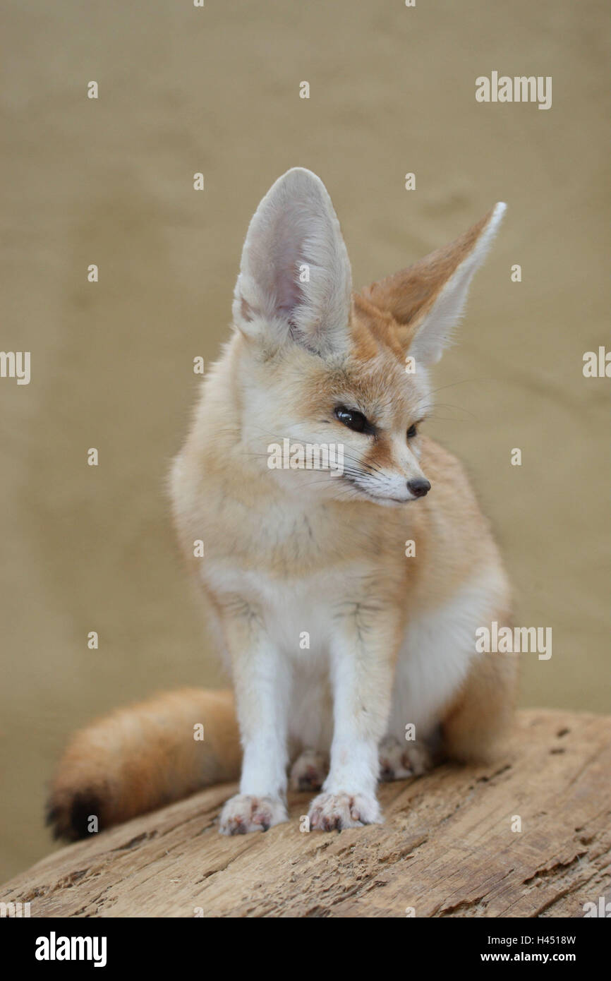 Wilden Fuchs sitzen, Anzeigen der Seitenansicht, Fennek, Säugetier, Querformat, Wüste, Tier, Fuchs, Raubtier, Vulpes, Doggy, wilde Hunde, Säugetier, Wildlife, Wüste, Nord, Afrika, Stockfoto