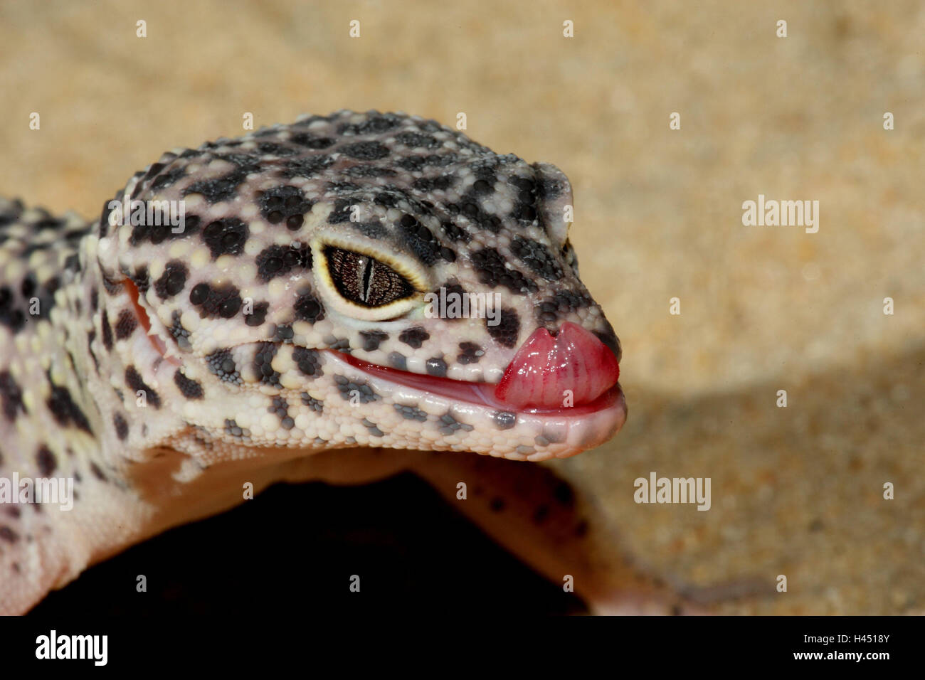 Der Leopardgecko, Porträt, Seitenansicht, Panther Gecko, Gecko, Querformat, Reptilien, Tier, Zunge, Wildtier, Wildtiere, Asien, Stockfoto