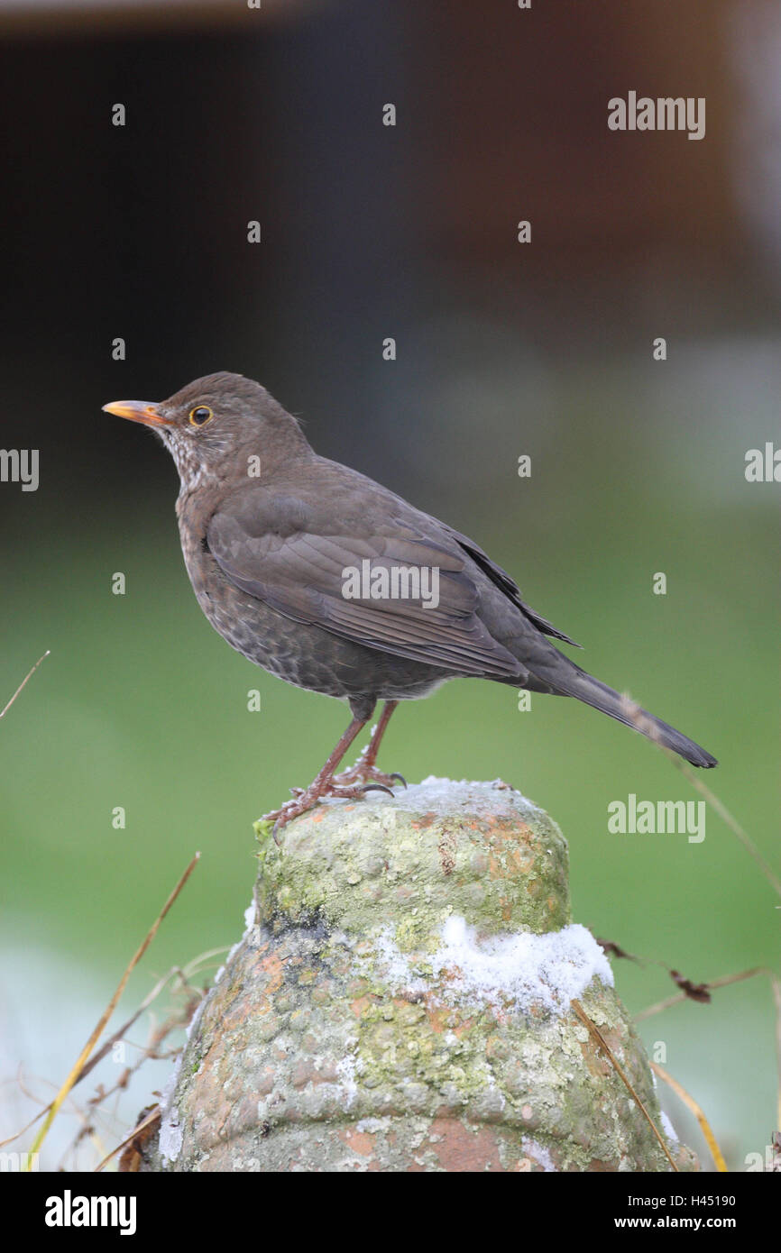 Amsel, Weiblich, Seitenansicht, Hochformat, Vogel, Singvogel, Sperlingsvogel, drosselt, Wildlife, Wildtier, Tier, Winter Stockfoto