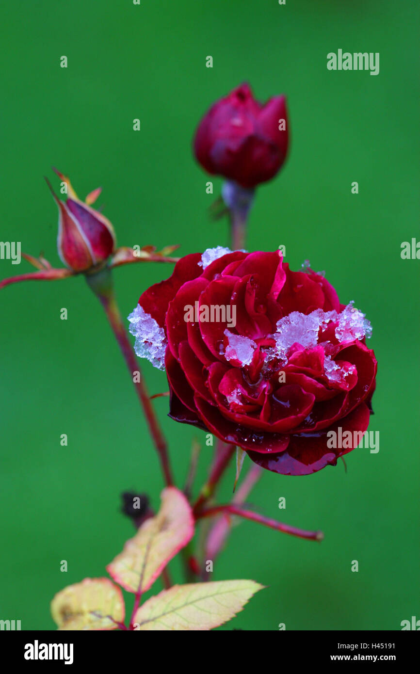 Rose, rot, Schnee, Pflanze, Blume, Blüten, offen, geschlossen, Hochformat, Winter, Frost, Eis-Kristalle, Stockfoto