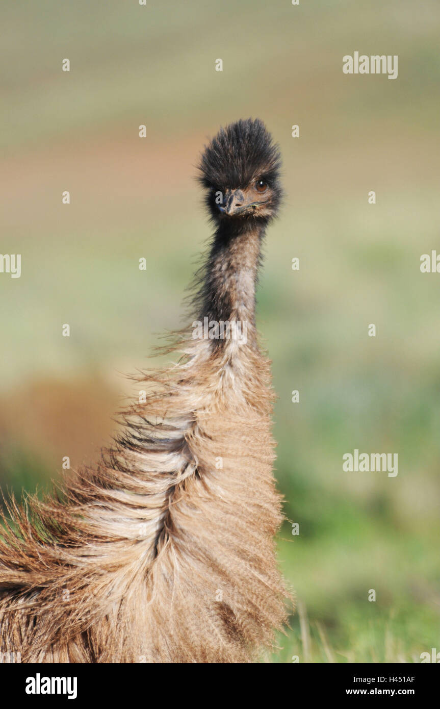 Emu im Wind, Stockfoto