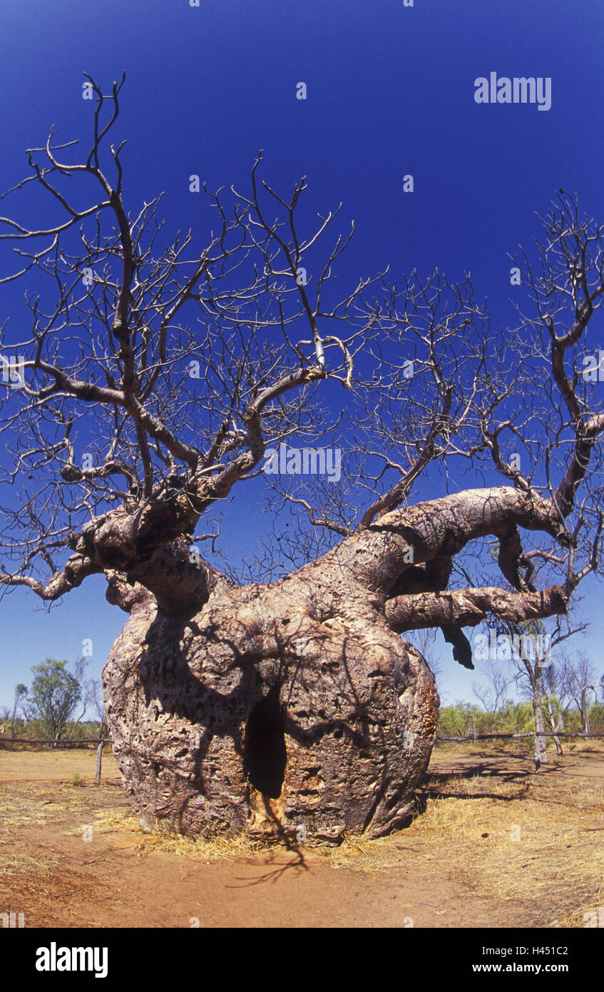 Australien, Boab Baum, Stamm, Loch, Eingang, Stockfoto