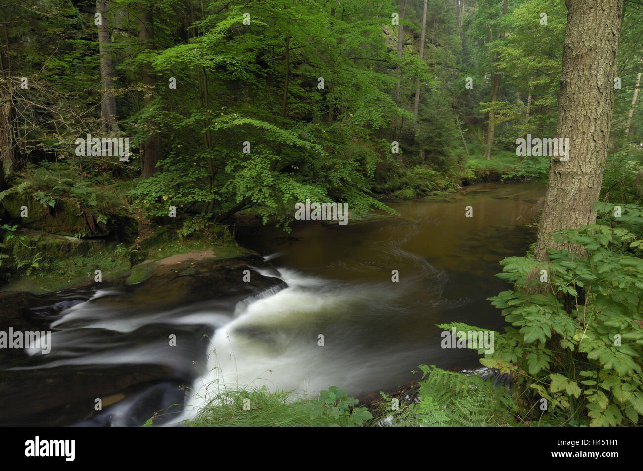 Wald, Bach, Fluss, Steinen, Holz, Ökosystem, Stockfoto