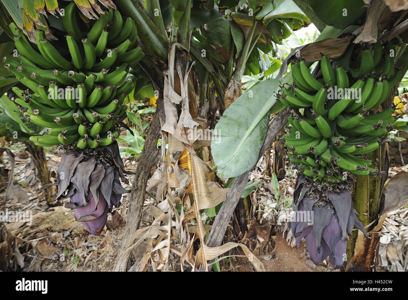 Bananenplantage, Detail, Bananenstauden, Stockfoto