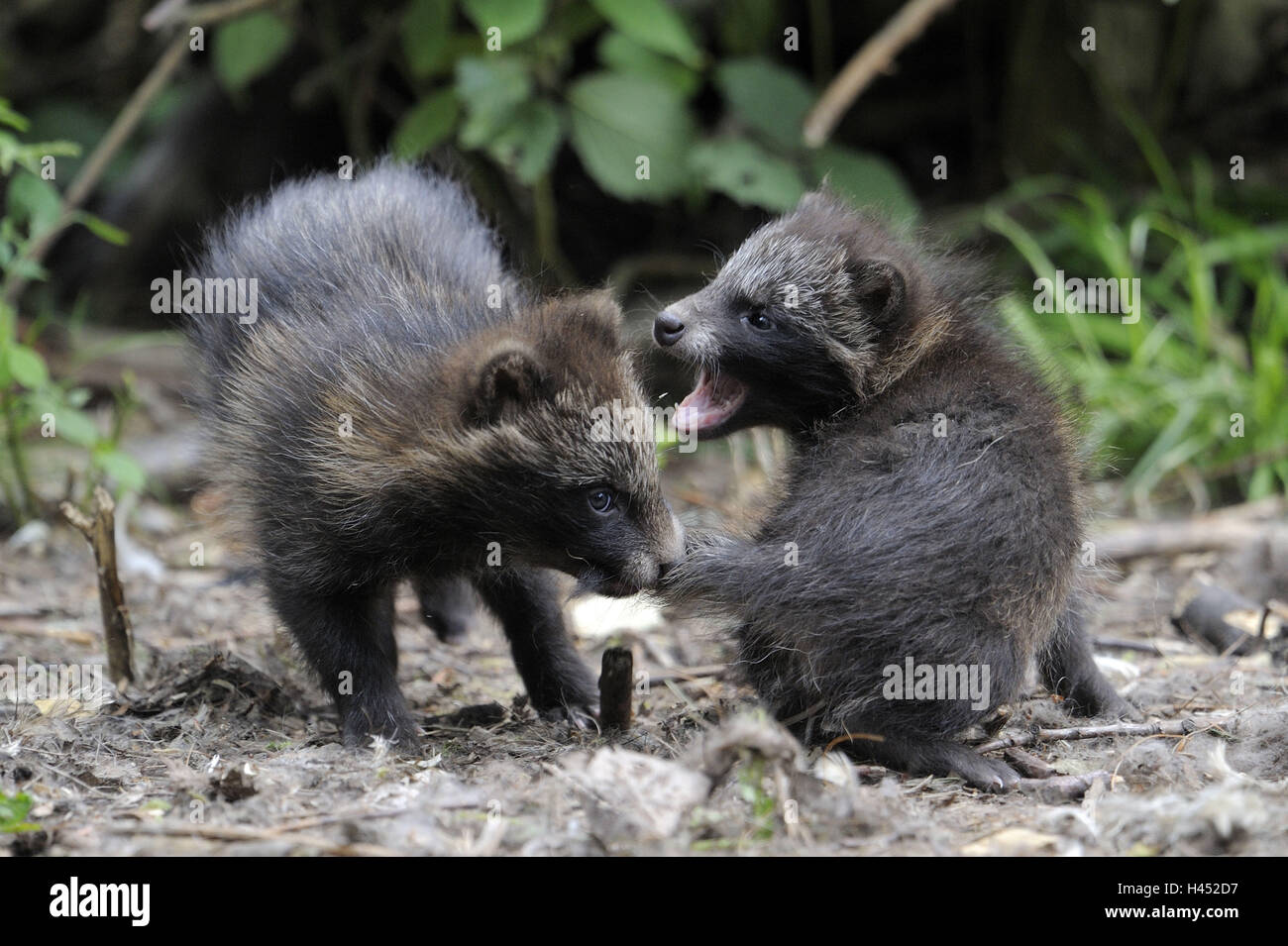 Marten es Hund, Nyctereutes Procyonoides, junge Tiere, spielen, Stockfoto