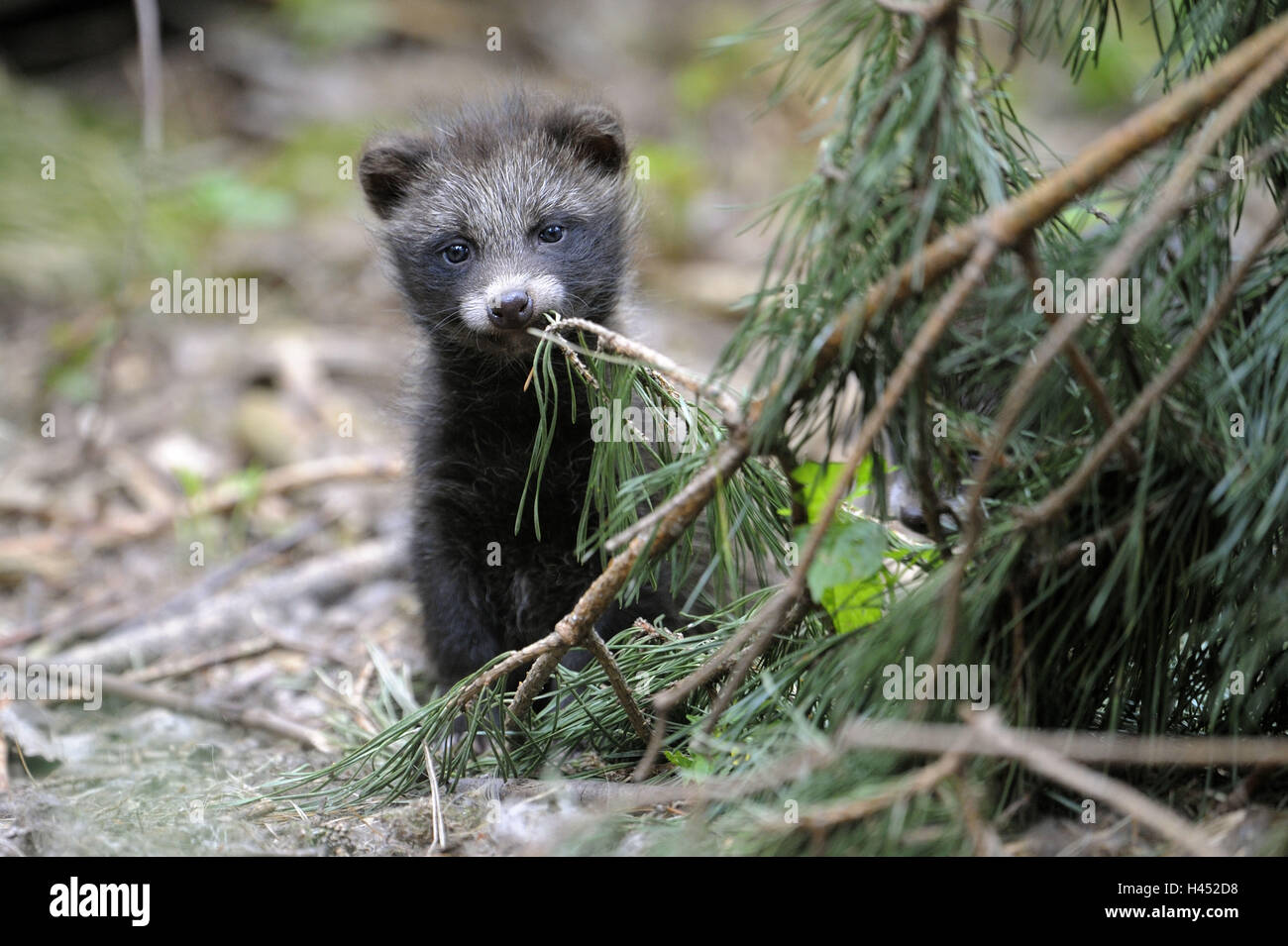 Marten es Hund, Nyctereutes Procyonoides, Jungtier, spielen, Stockfoto