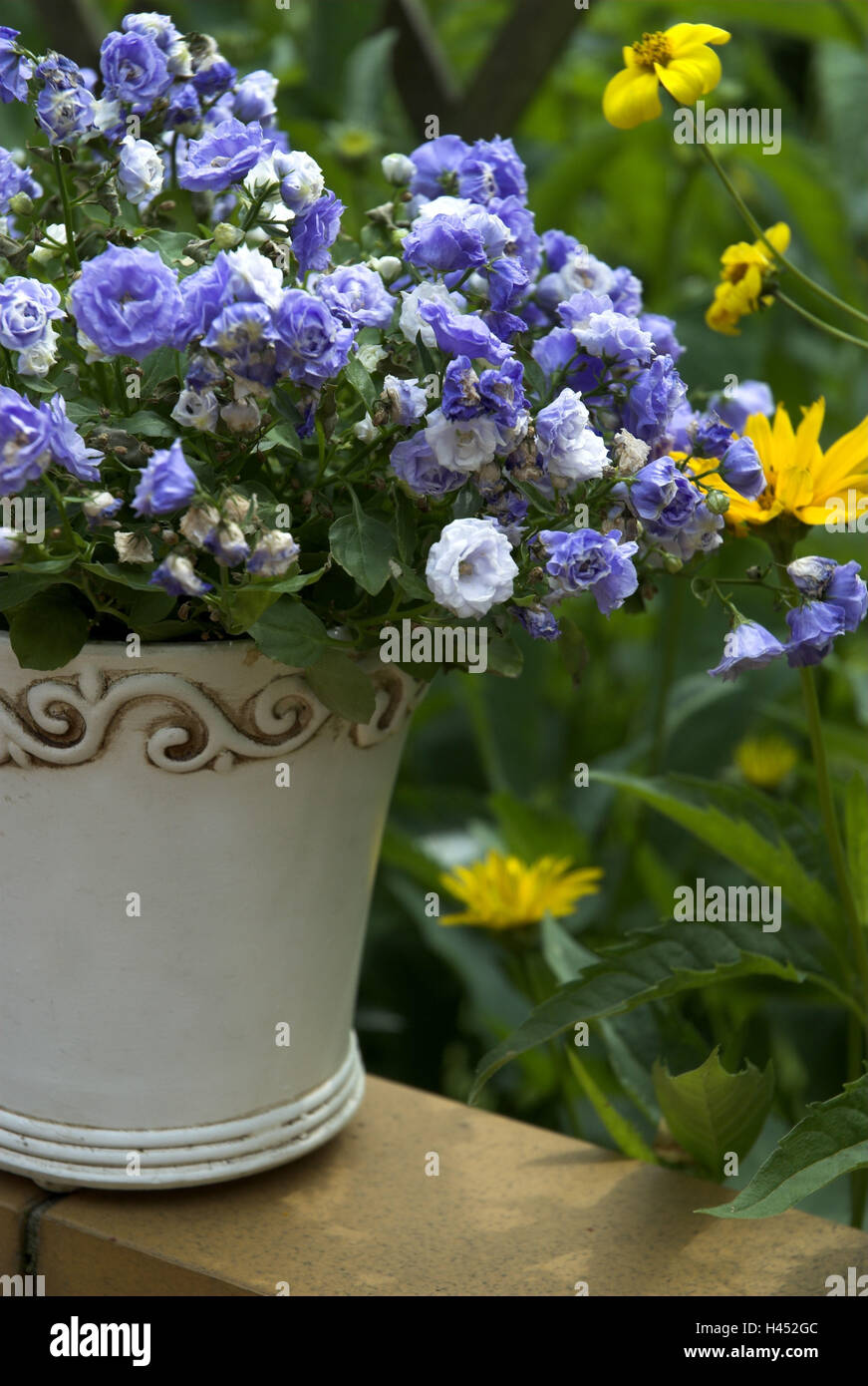 Blumentopf, Campanula Haylodgensis, Blten, lila Stockfotografie - Alamy