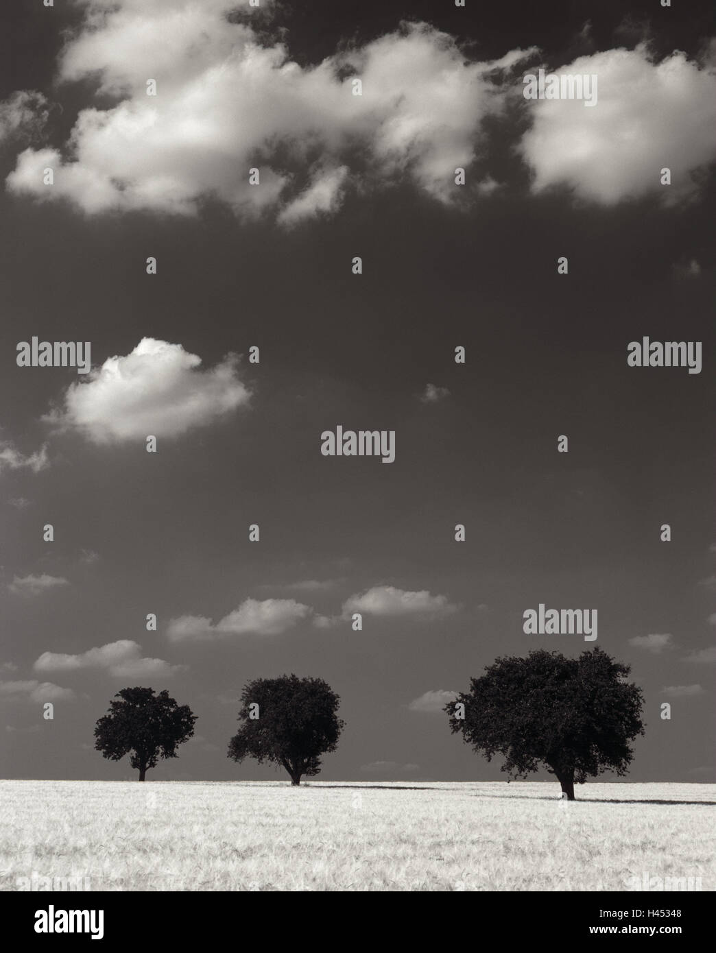 Feld, Obstbäume, bewölktem Himmel, Feld, Bäume, Deutschland, Baden Württemberg, Hohenlohe, Sommer, Saison, Breite, Laubbäume, Natur, niemand, Wolken, Himmel, Getreidefeld, Gerstenfeld, Horizont, Bereich Landschaft, Landwirtschaft, Landwirtschaft, Wirtschaft, Landschaft, Stockfoto