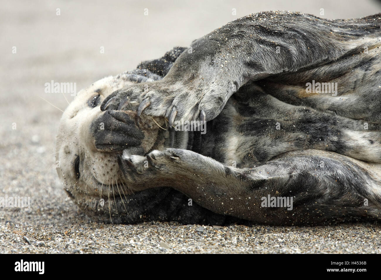 Kegel-Dichtung, Halichoerus Grypus, Strand, Nahaufnahme Stockfoto