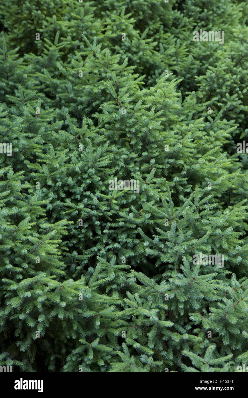 Weihnachtsbaum, Abies Alb, Zweige, mittlere Nahaufnahme, Detail, Stockfoto