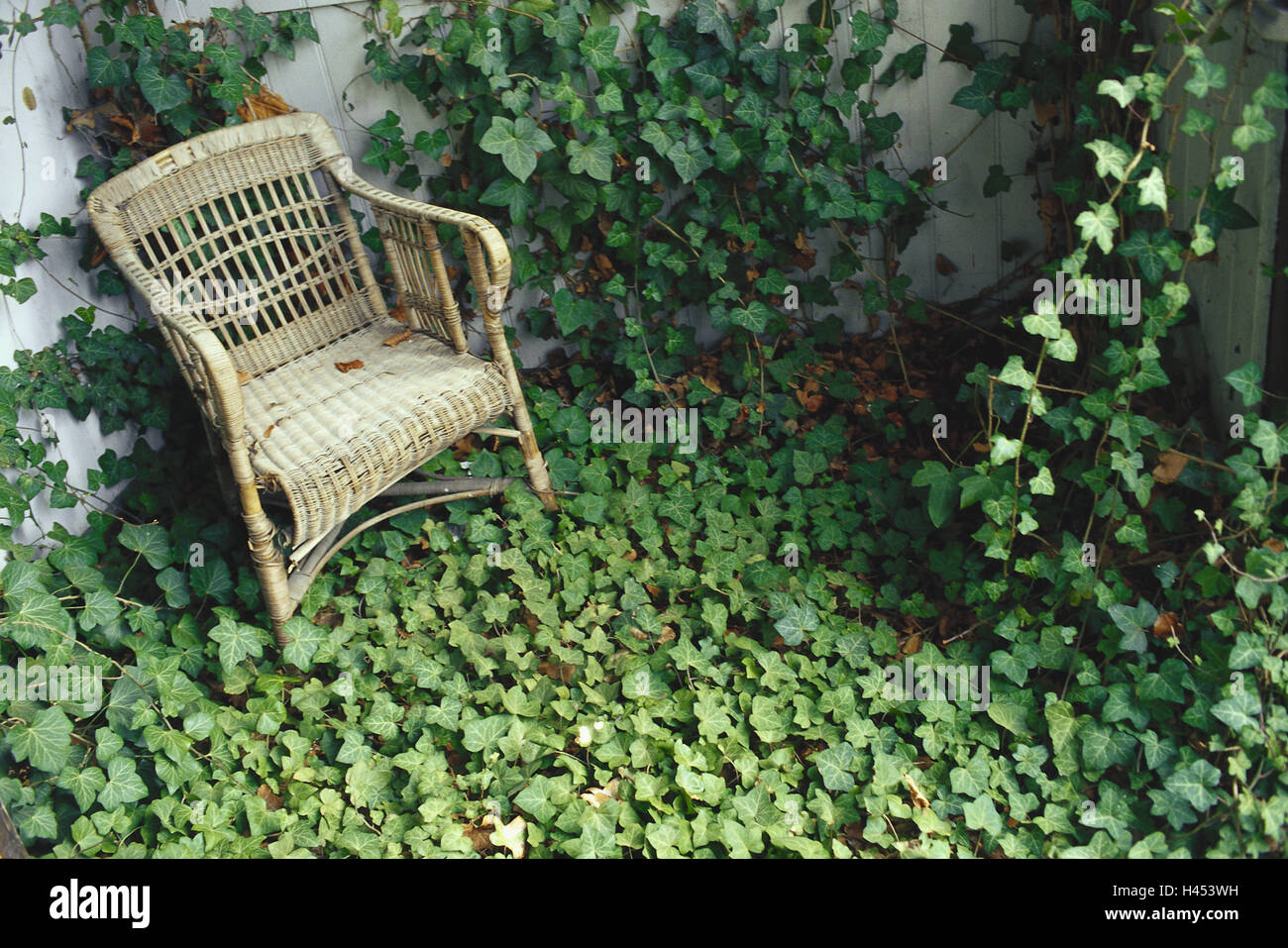 Garten, defensive Wandecke, Wicker Sessel, alte, Efeu, Garten Ecke,  defensive Gartenmauer, Wehrmauer, Terrasse, Ecke, Nische, Stuhl, Ratte in  den Stuhl, verwitterte, unbenutzt, vergessen, zurckgelassen, Fassade Rasen  zu Pflanzen, Kletterpflanzen ...