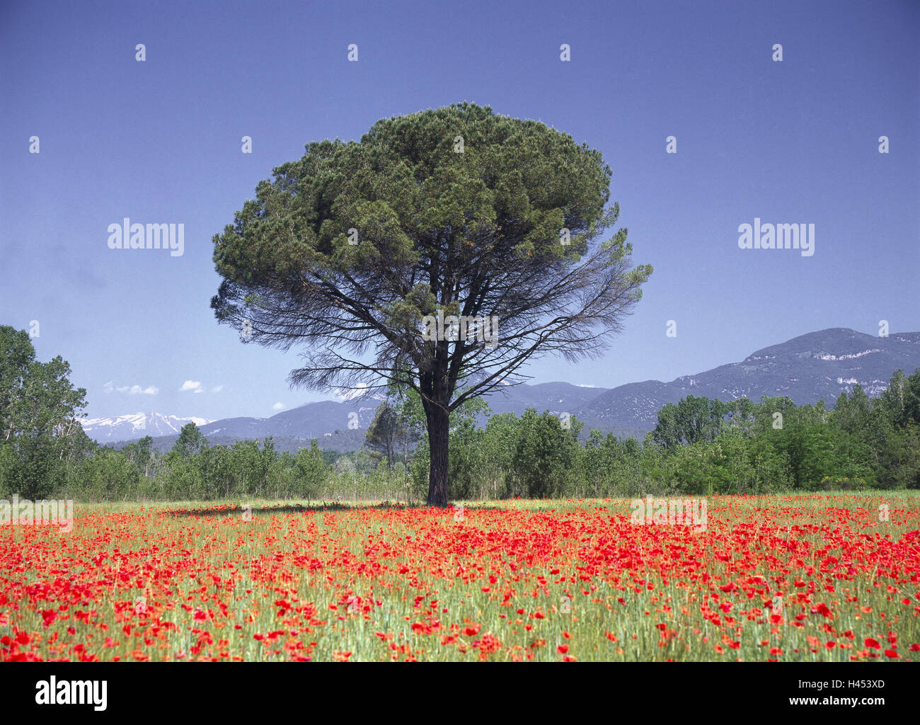 Spanien, Pyrenäen, Banyoles, Kiefer, Mohn Wiese, Berge, Sommer, Banolas, Landschaft, Wiese, Blumenwiese, Blumen, Mohn, Clap Mohn-Samen, Baum, Natur, Berge, niemand, Stockfoto