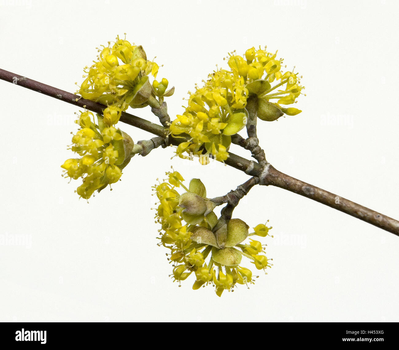 Gelber Hartriegel, Cornus Mas, Zweig, gelbe Blüten, Pflanzen