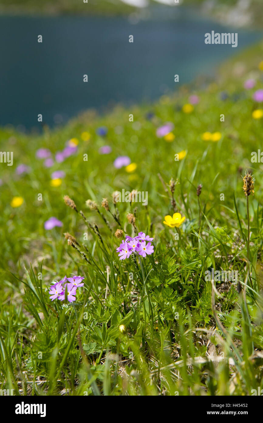 Schweiz, Bündner, Prättigau, Kreuzgang, St. Antönien, Mehl Primel, Primula Farinosa, Stockfoto