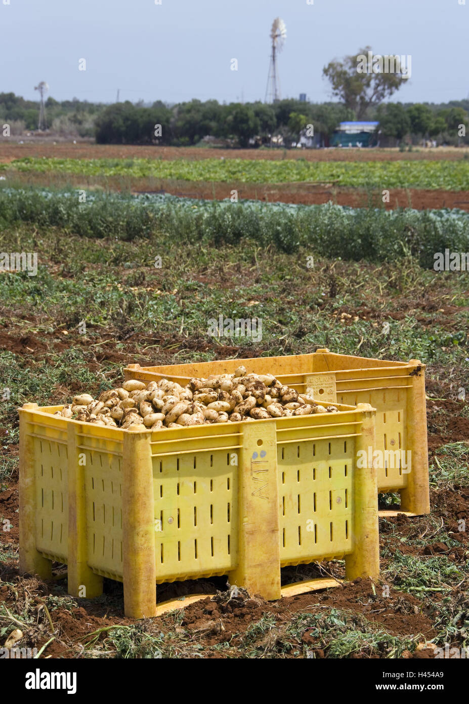 Zypern, Landwirtschaft, Feld, Ernte Kartoffeln, Boxen, Kartoffeln, Stockfoto