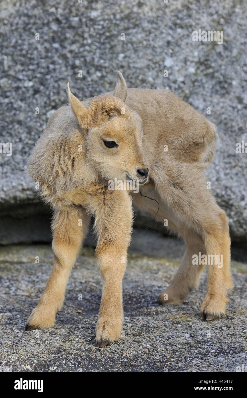 Mähne Jumper, Ammotragus Lervia, Jungtier, Hörnern, Mähnenschaf, Säugetier, Schafe, Tier, Tierwelt, Wildtier, Zoo-Tier, Zoo, Wiederkäuer, Berberschaf, Rock, Tier Kind, Ganzkörper, Stockfoto