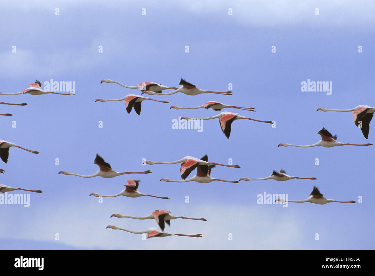 Flamingo, Rosaflamingo, Phoenicopteridae, strömen Vögel, fliegen, Stockfoto