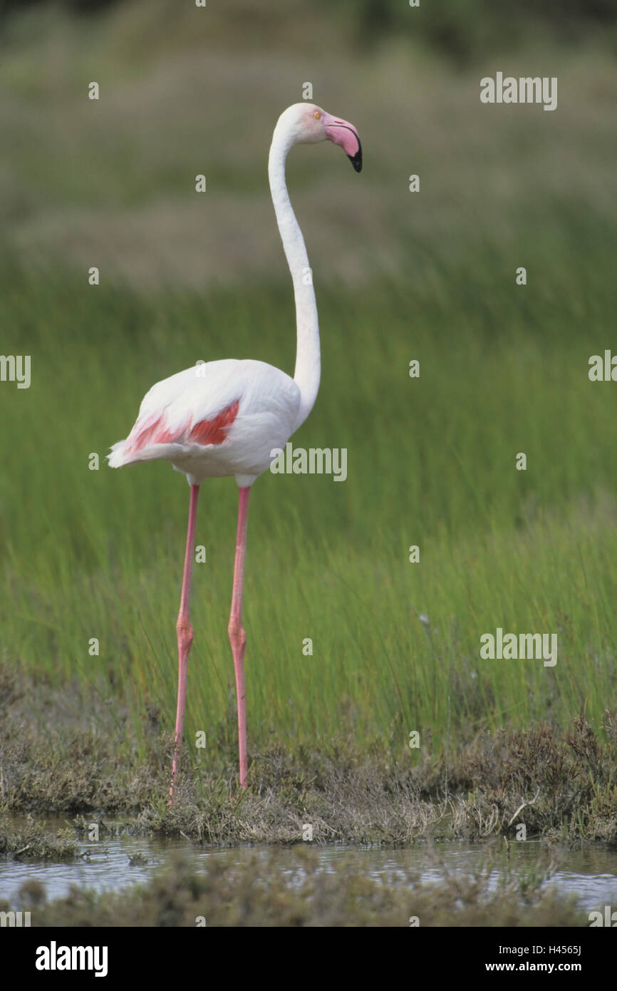 Flamingo, Rosaflamingo, Phoenicopteridae, stehend, Stockfoto