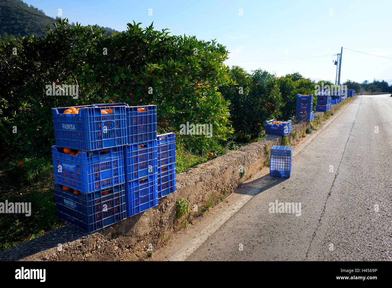 Kunststoff-Kisten geernteten Orangen am Rande des Orangenhain erwartet Sammlung Stockfoto