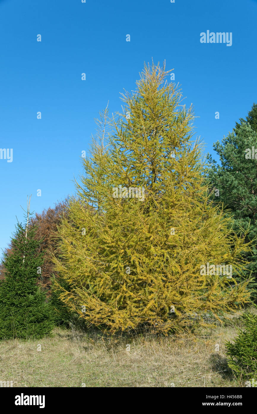 Europäische Lärche, Herbst Färbung, Zollernalbkreis, Kiefer Pflanzen, Nadelbaum, Baum, Lärche, Herbst, Herbststimmung, Himmel, blau, Stockfoto