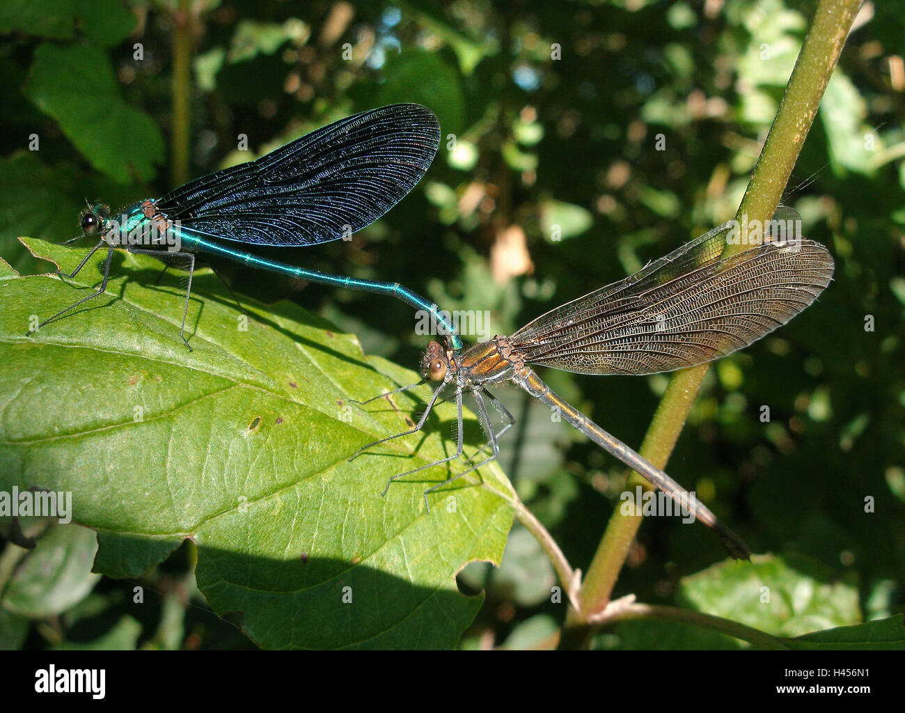 Blaue Flügel Pracht Libellen, Paarung, Stockfoto