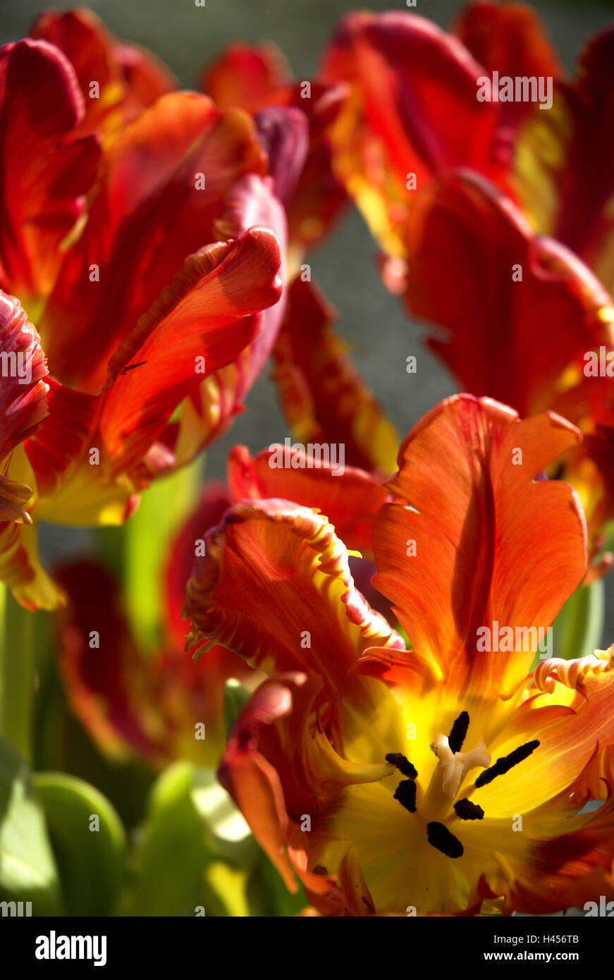 Tulpe blüht, geöffnet, Stockfoto