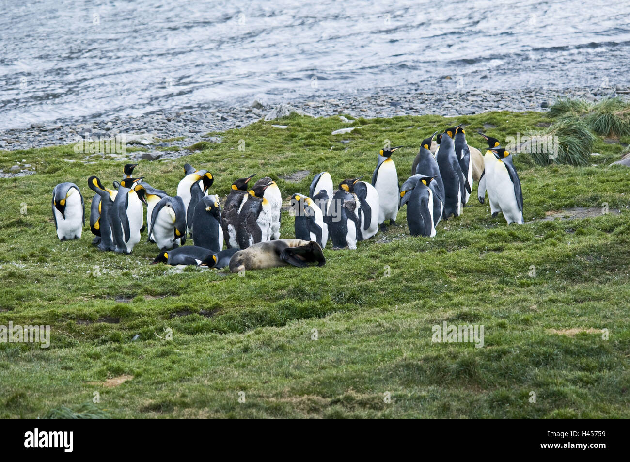 Südgeorgien, Grytviken, Königs Pinguine, Aptenodytes Patagonicus, Stockfoto